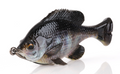 Savage Pulse Tail BG LB 4'' Light Gill 1pk