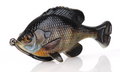 Savage Pulse Tail BG LB 4'' Bluegill 1pk