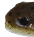 Big Joshy Goby Bait 3.5'' Green Pumpkin Bug 5pk