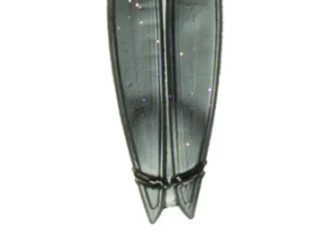 6th Sense Shindig 3.2'' Black 8pk