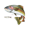 SALTY BONES 25 8.5'X11' RAINBOW TROUT LEFT FACING DECAL