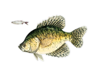 SALTY BONES 19 8.5"X11" CRAPPIE LEFT FACING DECAL