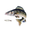 SALTY BONES 19 8.5"X11" WALLEYE LEFT FACING DECAL