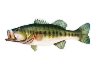 SALTY BONES 27 8.5"X11" LARGEMOUTH BASS LEFT FACING DECAL