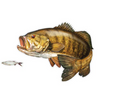 SALTY BONES 27 8.5"X11" SMALLMOUTH BASS LEFT FACING DECAL
