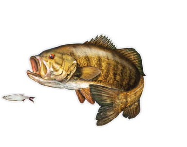 SALTY BONES 27 8.5"X11" SMALLMOUTH BASS LEFT FACING DECAL