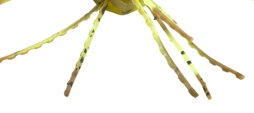 Strike King Tumbleweed Fltng, 3'' Summer Craw 4pk