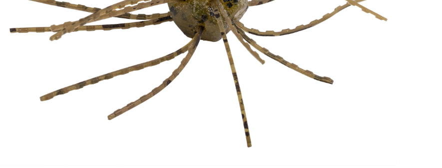 Strike King Tumbleweed Fltng, 3'' Green Pumpkin 4pk